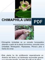 CHIMAPHILA UMBELLATA-materia Medica
