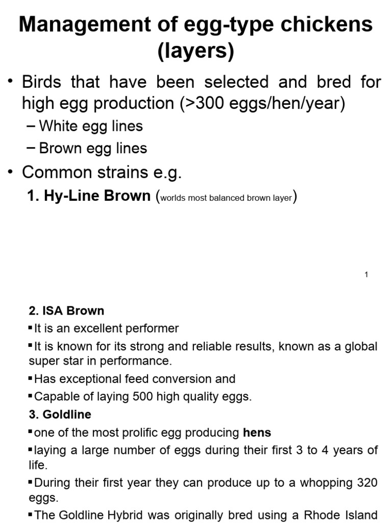 Managing Egg-Type Chicken Layers | PDF | Chicken | Egg
