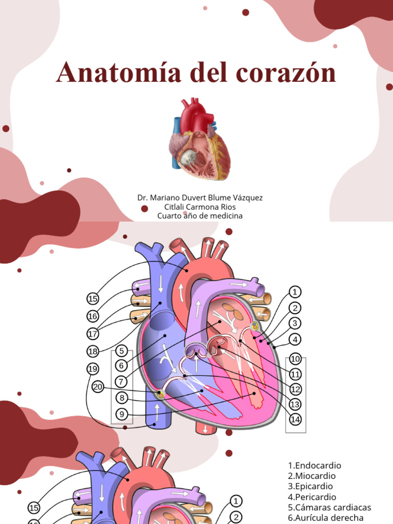 Anatomía Del Corazón Diapositivas | PDF | Corazón | Ventrículo (corazón)