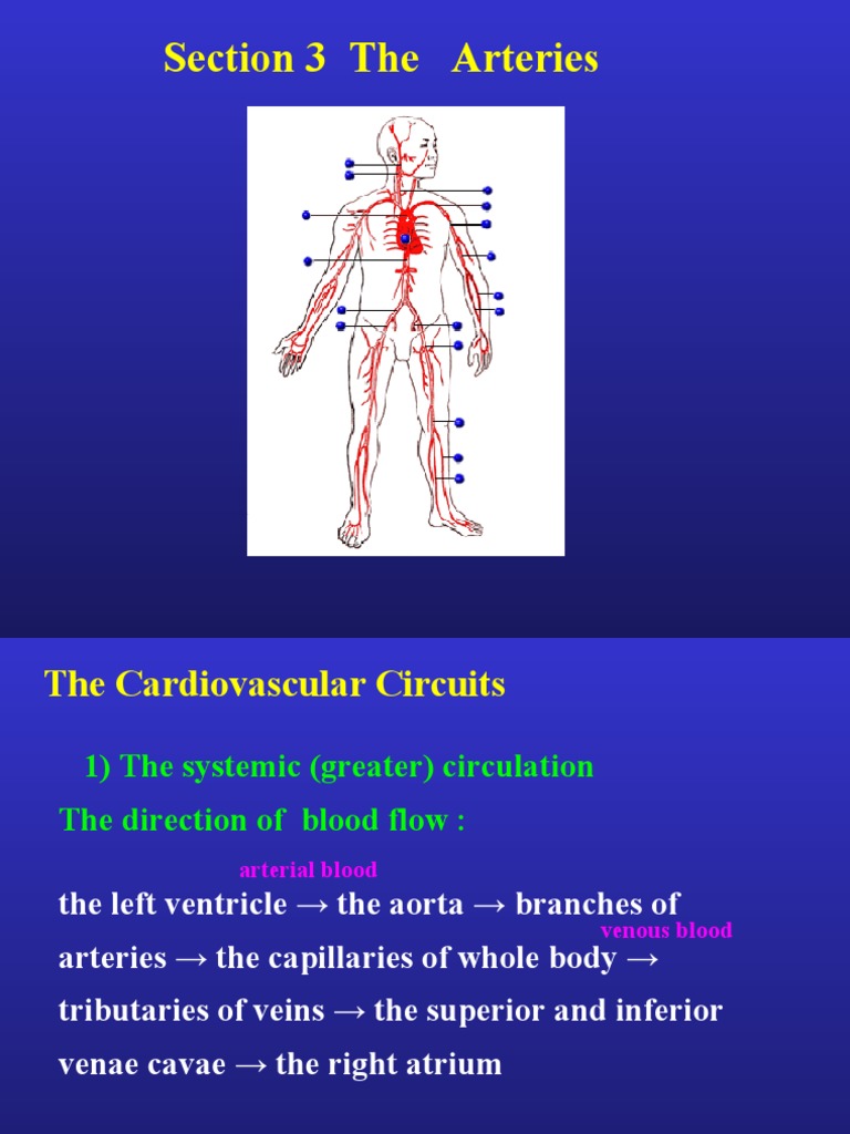 Artery 070510 | PDF | Common Carotid Artery | Aorta