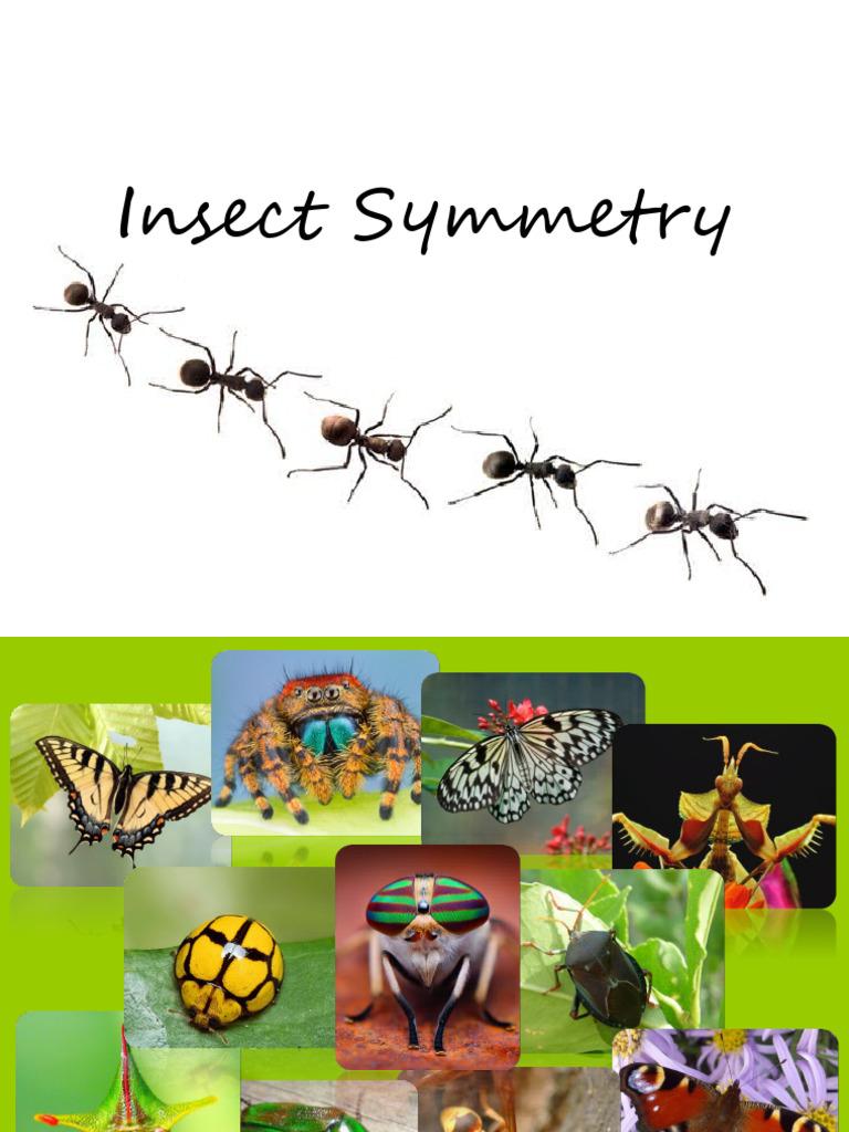 Insect Symmetry Art by Alex Konahin | PDF | Art