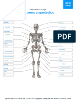 Ejercicio Sistema Esqueletico Blanco