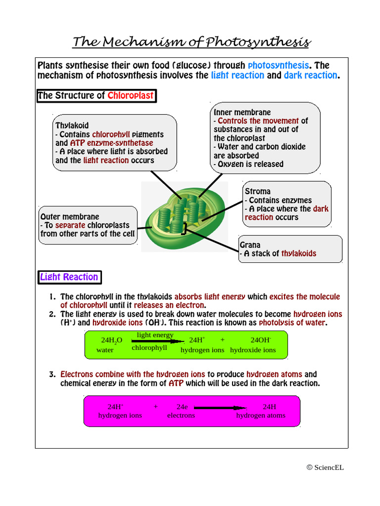The Mechanism of Photosynthesis | PDF | Photosynthesis | Chloroplast
