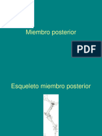 Miembro Posterior