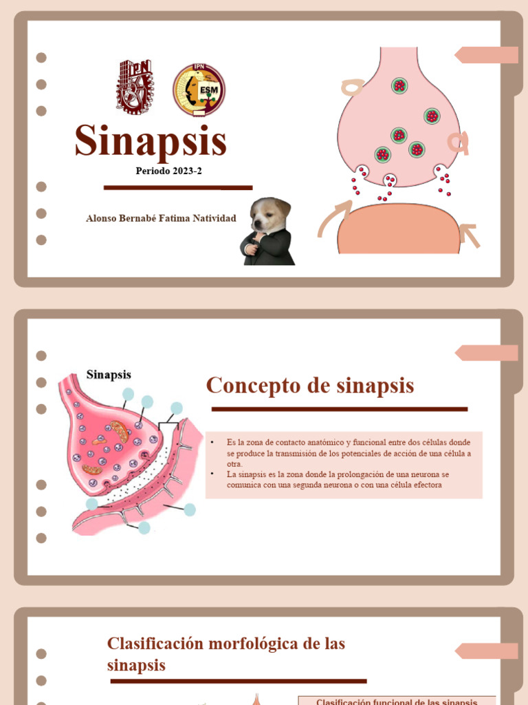Componentes de la Sinapsis Química | PDF | Sinapsis | Sinapsis química