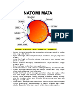 Bagian Anatomi Mata Beserta Fungsinya