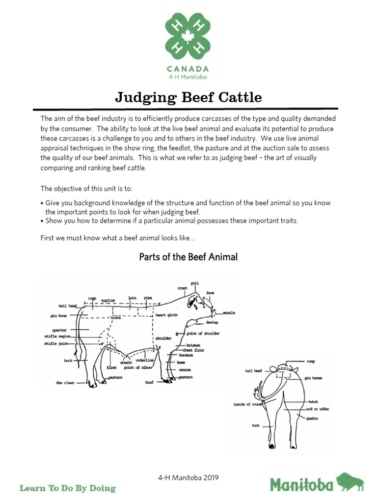 Judge Beef Factsheet PDF Cattle Meat