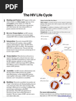 The HIV Life Cycle