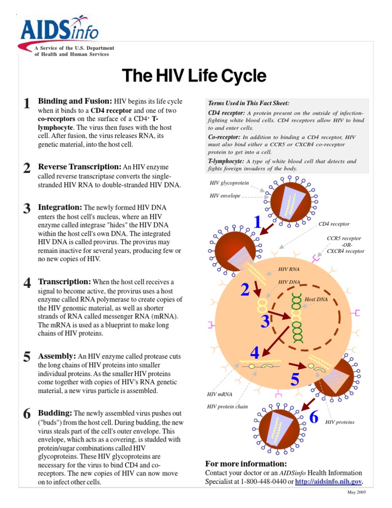 The HIV Life Cycle Hiv Cd4