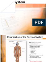 13장 Nervous Tissue