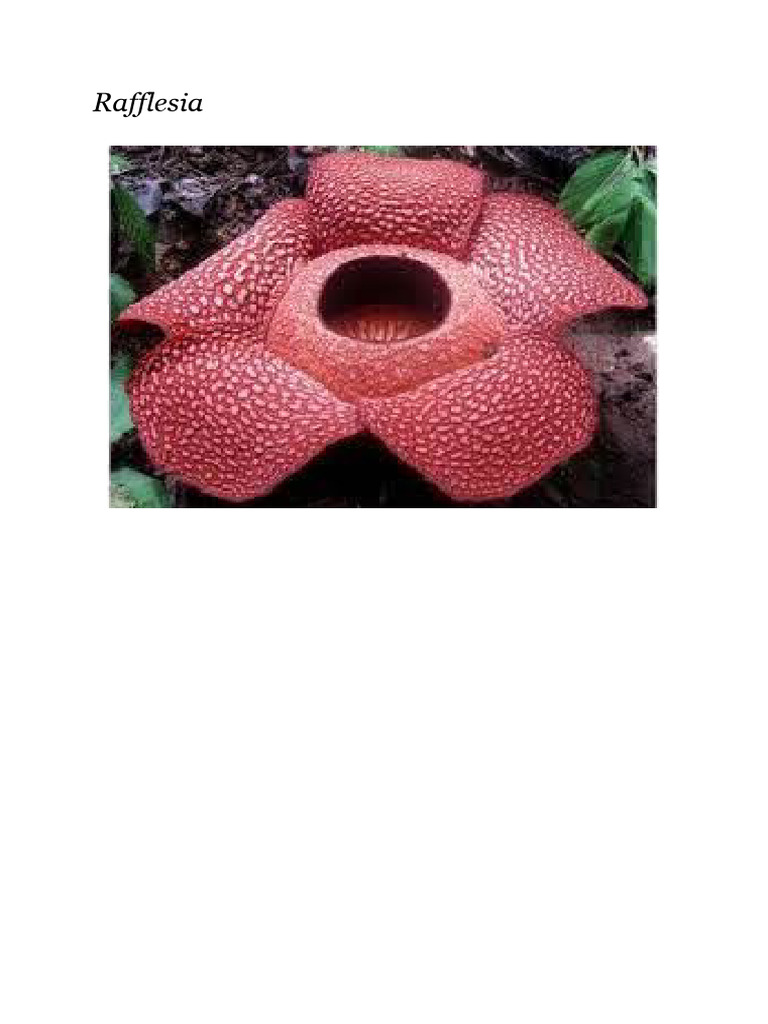 Rafflesia | PDF