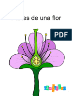 Partes de Una Flor 