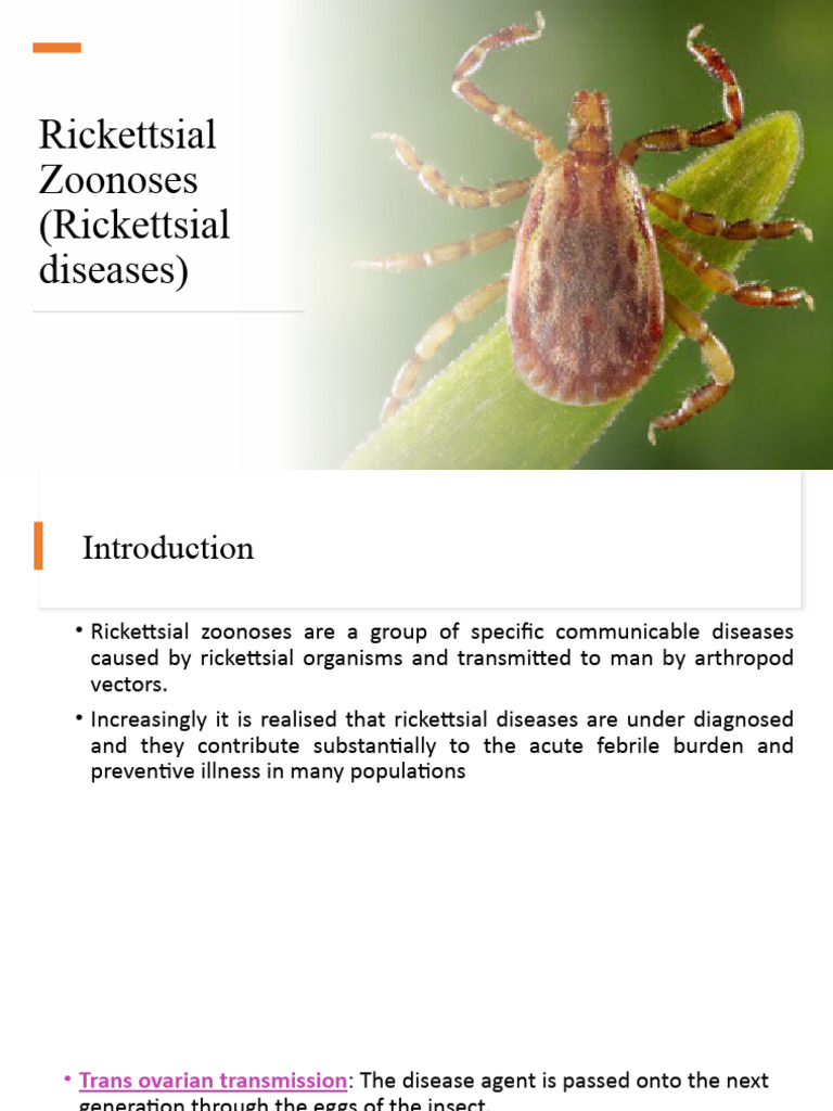 Overview of Rickettsial Zoonoses | PDF | Infection | Public Health