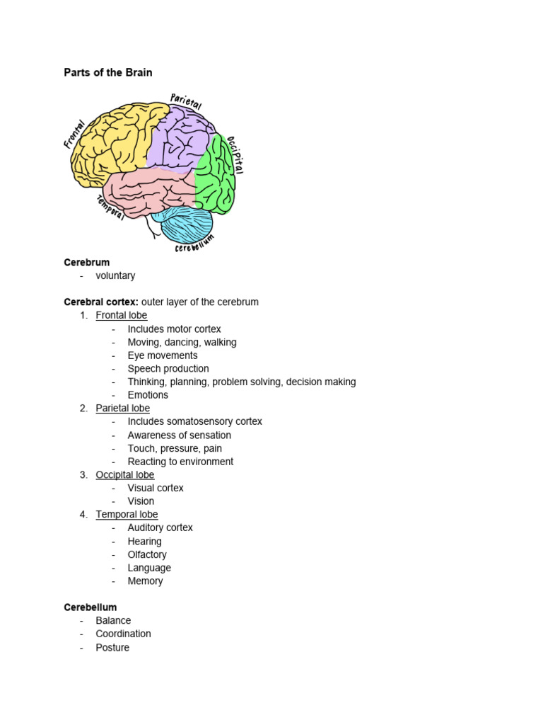 Parts of The Brain | PDF