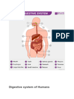 Digestive System of Humans