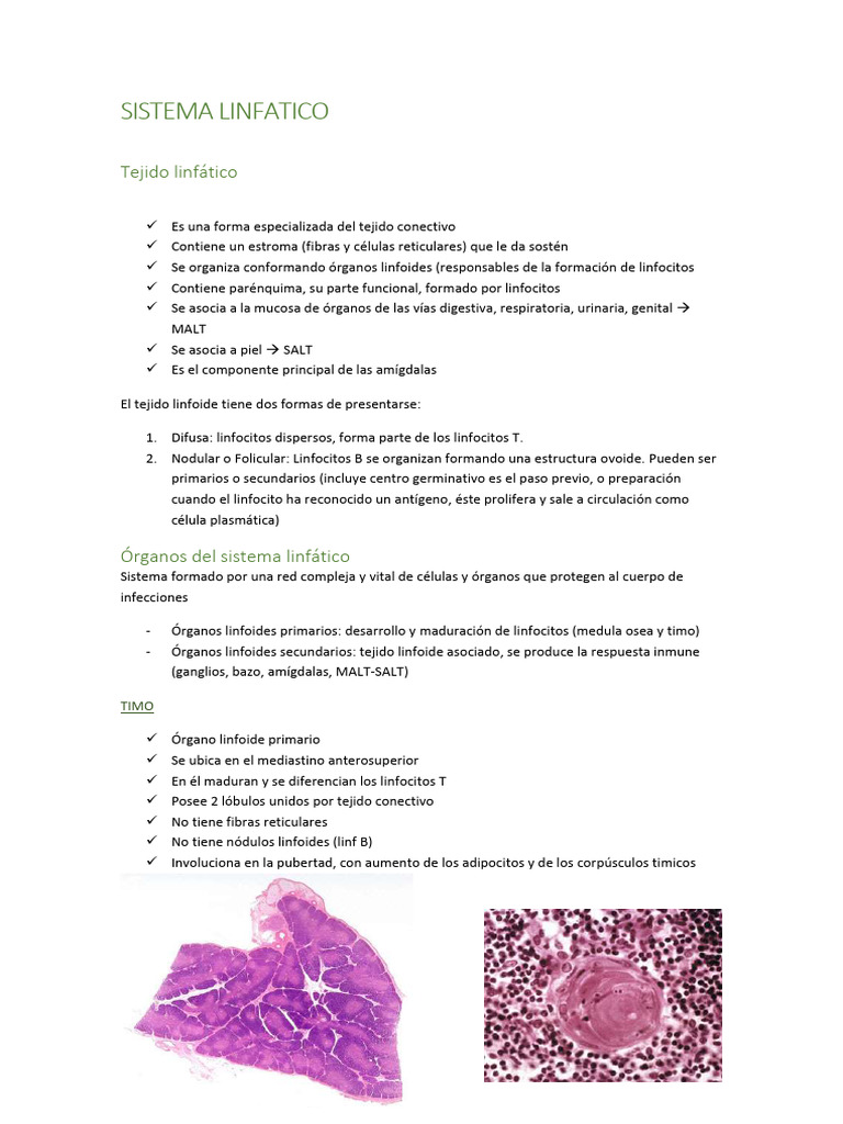 Sistema Linfatico Pdf Ganglio Linfático Linfocitos