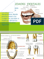 Anatomia Dental