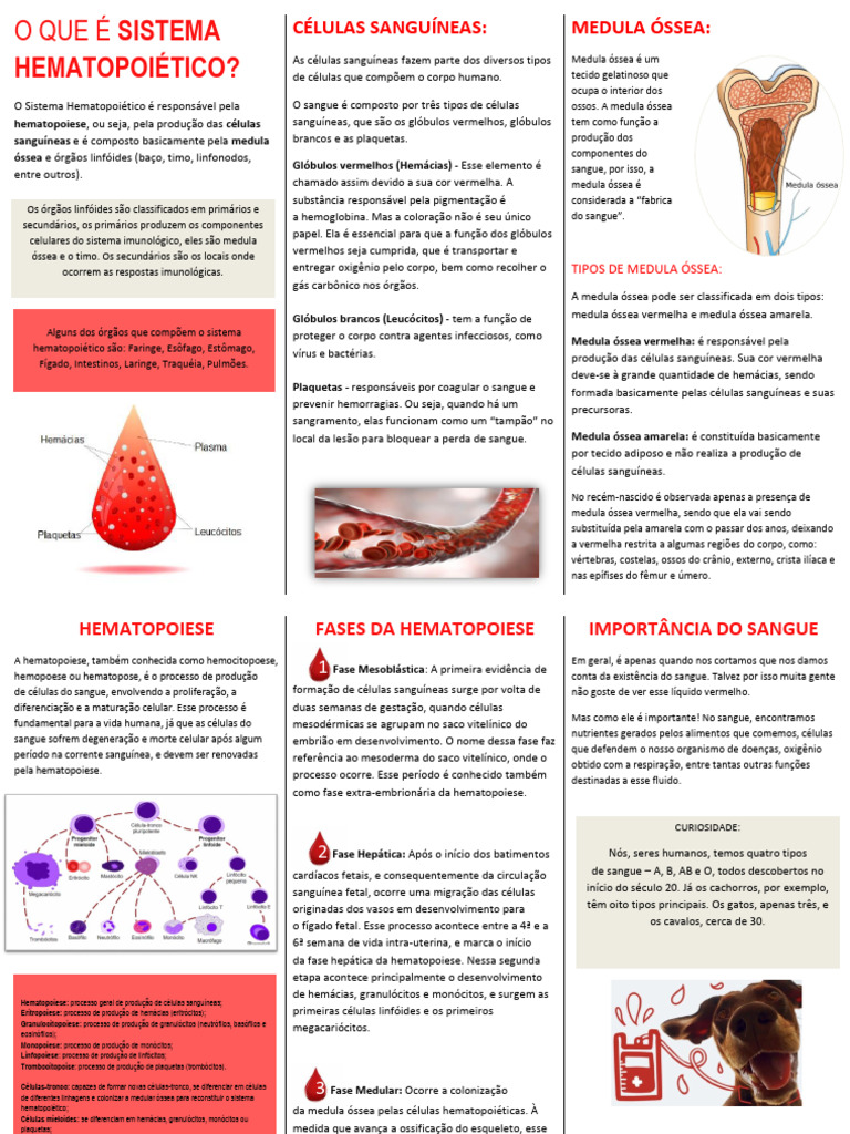 O Que É Sistema Hematopoiético | PDF | Hematopoiese | Medula óssea