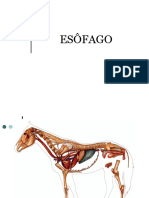 5- ESÔFAGO