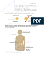 Endocrine System Handout