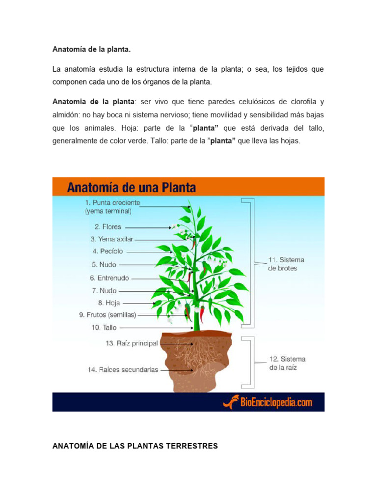 Estructura y Funciones de las Plantas | PDF | Plantas | Tallo de la planta