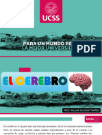 Breve Estudio Del Cerebro Humano