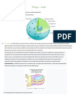 Meiose e Intérfase