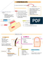 Estructura de La Piel