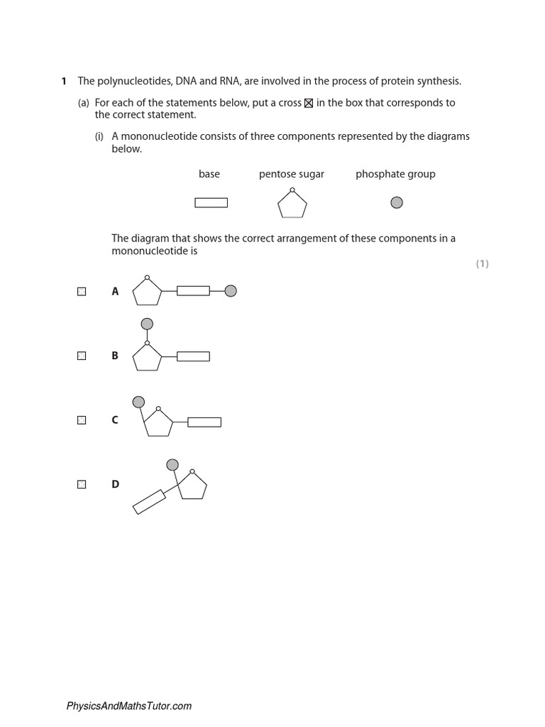 Dna Protein Synthesis 1 Qp Download Free Pdf Translation Biology