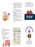 Sistema Respiratori1