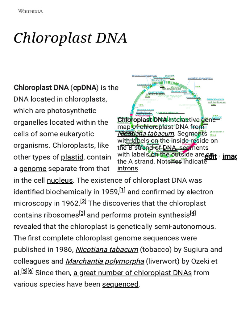 Nucleotide sequence of a preferred maize chloroplast genome template for in  vitro DNA synthesis