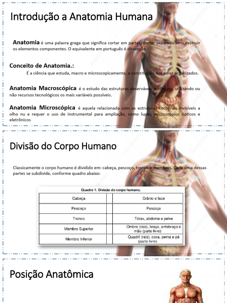 Aula Introdução à Anatomia E Fisiologia Humana E Sistema Esquelético