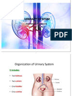 Urinary System Copy Histology