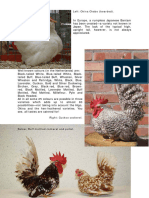 Aviculture Europenl 5