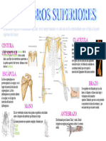 Infografia de Los Iebros Superiores