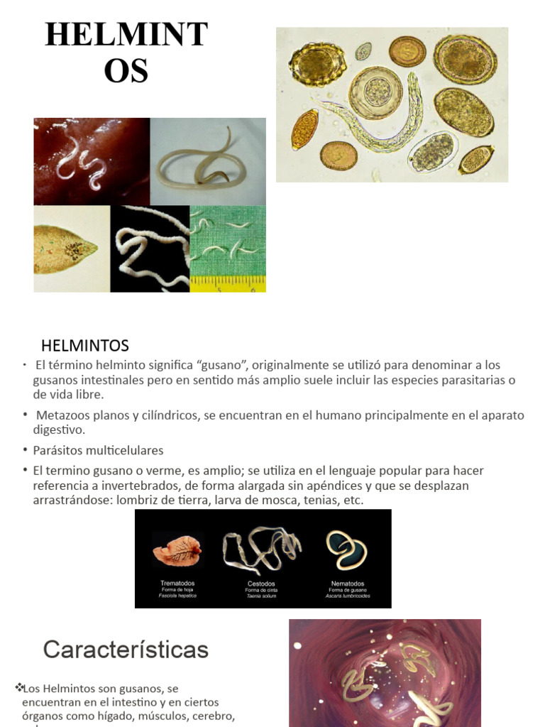 Helmintos: Morfología y Ciclo de Vida | PDF | Especialidades Medicas
