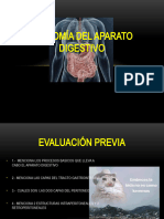 Anatomía Del Aparato Digestivo