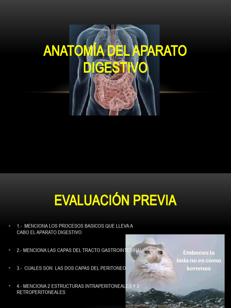 Anatomía Del Aparato Digestivo Descargar Gratis Pdf Hígado Estómago