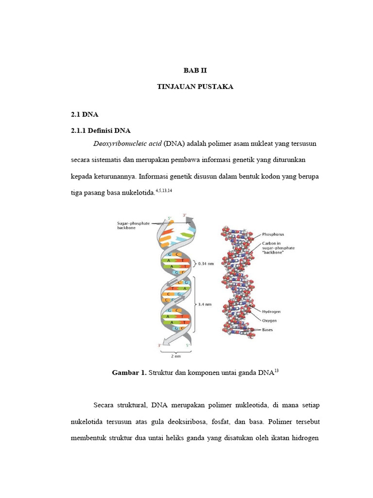 Definisi dan Struktur DNA | PDF