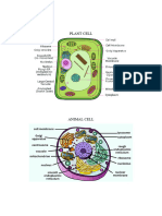 Cell - Gen Bio