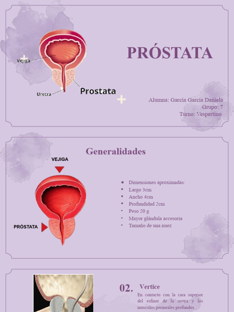 Anatomía de la Próstata y Funciones | PDF | Próstata | Anatomía