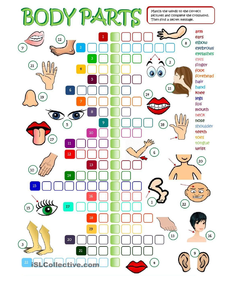 My Body | PDF