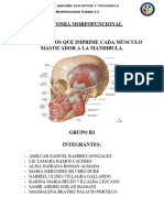 Morfofuncional - Cabeza 3.2