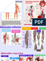 Sistema Muscular