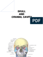 Skull and Cranial Cavity