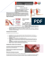 Guia de Aprendizaje de Sistema Muscular