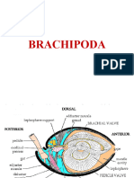 Brachipoda