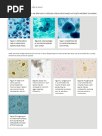Stool Examination Techniques and Analysis | PDF | Microscopy | Clinical ...