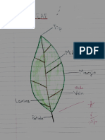 Science Work - Leaf and Animals