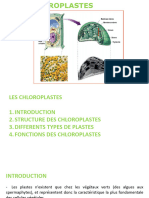 Chloroplastes Mitochondires